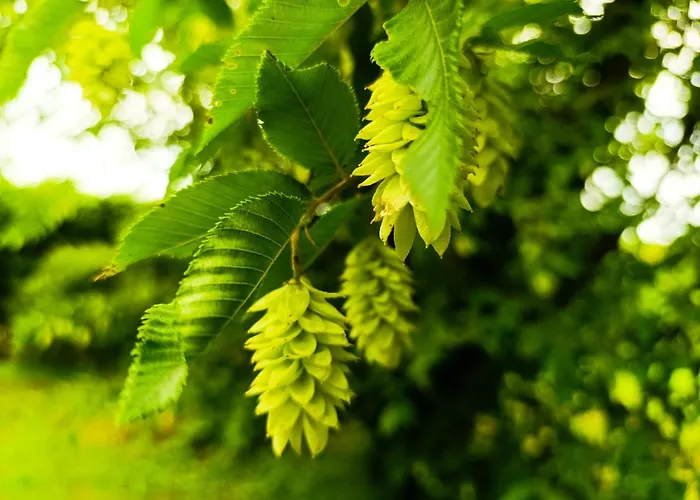 Podere Misericordia 3* 费拉拉